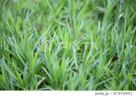 緑の細長い葉の写真素材 - PIXTA