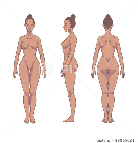 Breast shapes vector illustration