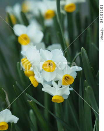 匂い水仙の写真素材