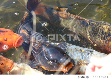 鯉餌やりの写真素材