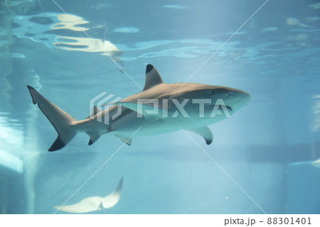ツマグロ鮫 水族館 近畿の写真素材