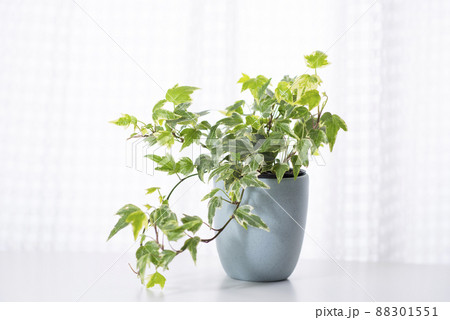 つる性観葉植物の写真素材 - PIXTA つる性観葉植物の写真素材 - PIXTA