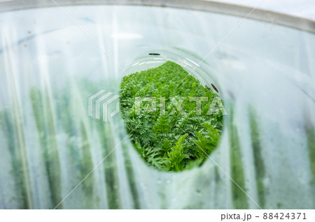 ニンジンのトンネル栽培のイメージ