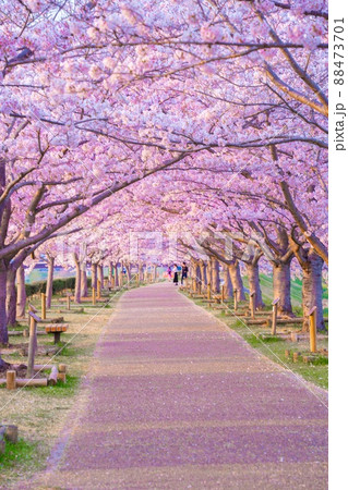 桜の木 夕日 桜 夕方の写真素材 - PIXTA