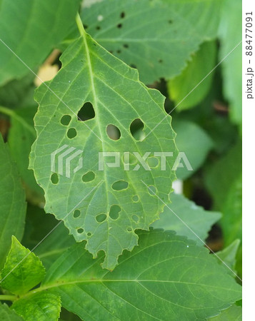 あじさい 虫食い 葉 梅雨の写真素材