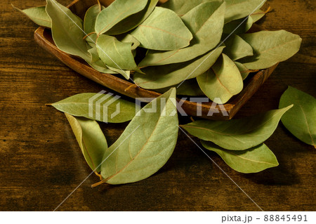 ローリエ 葉 ハーブ 月桂樹の写真素材