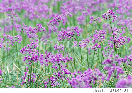 ラッキョウの花の写真素材