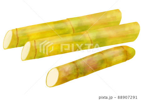 さとうきびのイラスト素材