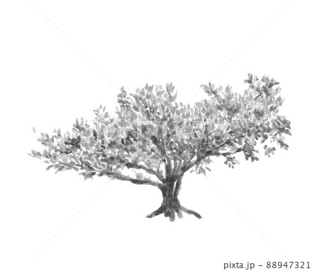 ビワ 水彩の写真素材 - PIXTA