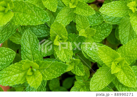 Mint leaves composition, flat lay, top view