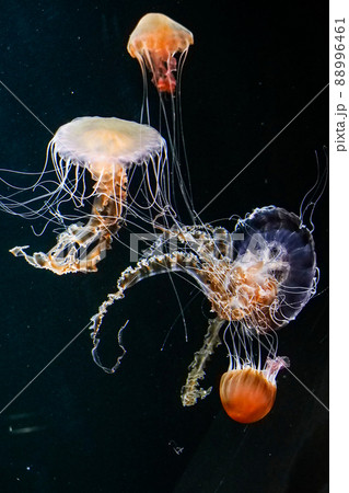 逆さクラゲの写真素材 - PIXTA