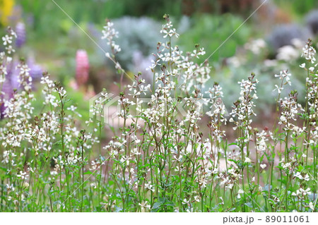 黄花すずしろの写真素材