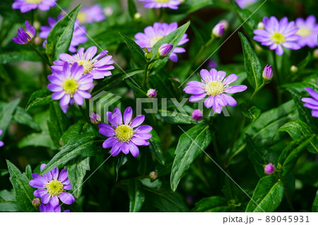 ミヤコワスレ 花畑 花 自然の写真素材