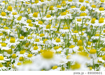 ジャーマンカモミール カモミール ハーブ 黄色い花の写真素材