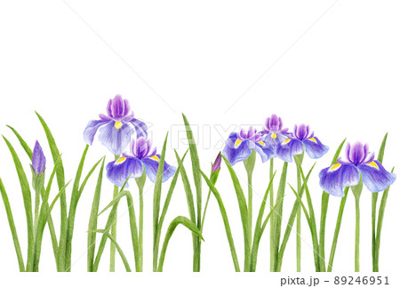 菖蒲のイラスト素材