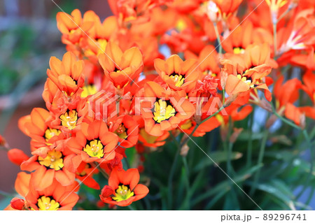 オレンジ色の花 多年草の写真素材