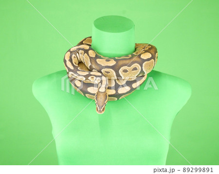 巻き付く ヘビの写真素材