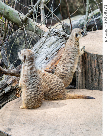 ミーアキャット 動物 哺乳類 陸上動物の写真素材
