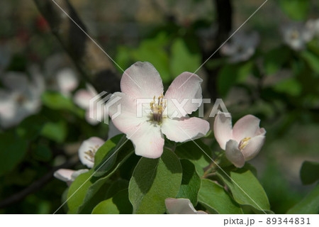 海棠 白 花 植物の写真素材