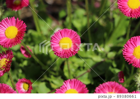 イタリアの国花の写真素材