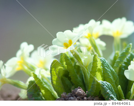 プリムローズ 花の写真素材