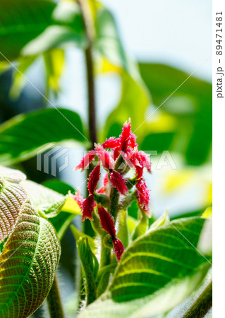 クルミの花の写真素材