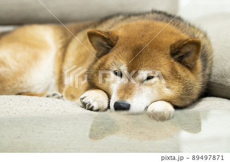 犬 柴犬 伏せ 動物の写真素材