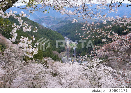 吉野桜の写真素材 - PIXTA