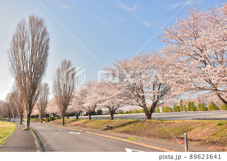 桜の幹 白い幹 美しい桜 ソメイヨシノの写真素材