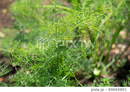 イノンドの写真素材