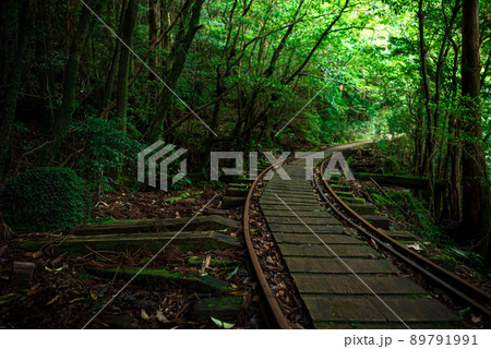 線路 森林浴 緑 トロッコの写真素材
