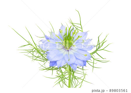 ニゲラの写真素材 ニゲラの写真素材