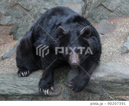 熊 ヒグマ キバ 牙の写真素材 - PIXTA