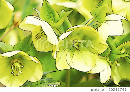 クリスマスローズのイラスト素材