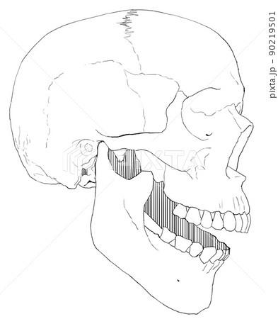 骸骨 ドクロ 髑髏 顔のイラスト素材