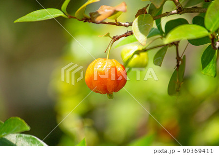 楠の実の写真素材 - PIXTA