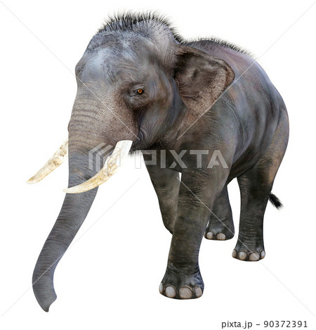 ぞう 象 のイラスト素材集 ピクスタ