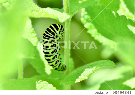 芋虫の写真素材