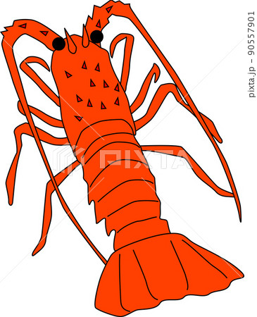 伊勢海老のイラスト素材