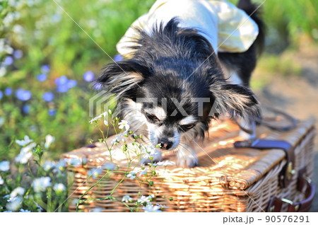 犬 白い犬 ネモフィラ バスケットの写真素材 犬 白い犬 ネモフィラ バスケットの写真素材