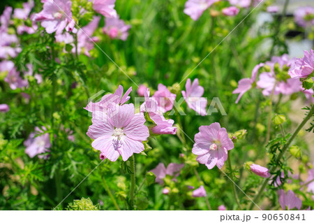 ムスク 花の写真素材