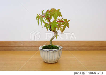 盆栽鉢の写真素材 - PIXTA