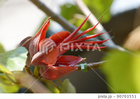 悪魔の花の写真素材 悪魔の花の写真素材
