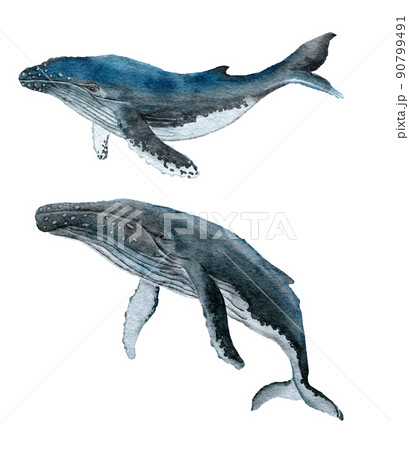 くじら クジラ 鯨 水彩画のイラスト素材 - PIXTA