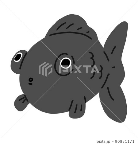 出目金 かわいいのイラスト素材