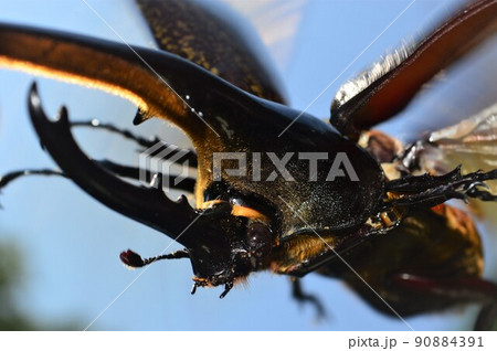 ヘラクレスオオカブト カブトムシ 虫 生物の写真素材