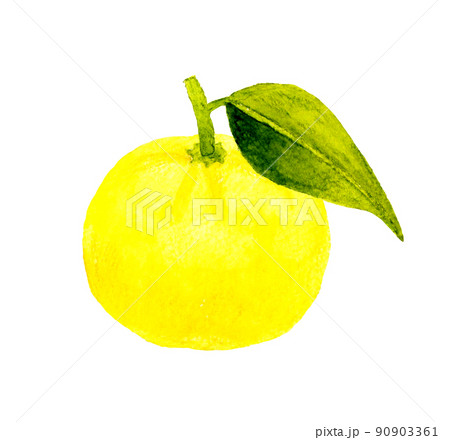 ゆずのイラスト素材集 ピクスタ ゆずのイラスト素材集 ピクスタ