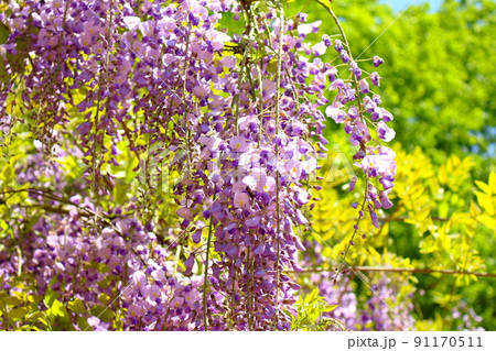 花言葉 歓迎 の写真素材