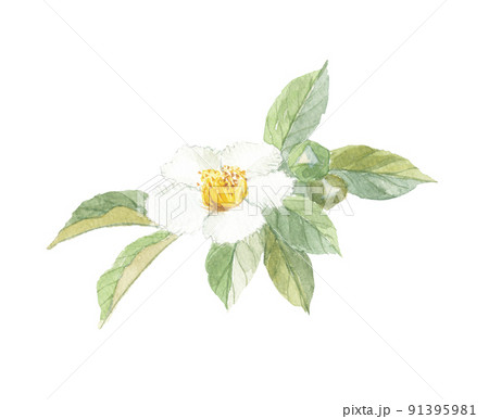 沙羅双樹の花の写真素材 - PIXTA