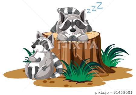 Raccoon Illustrations - Pixta